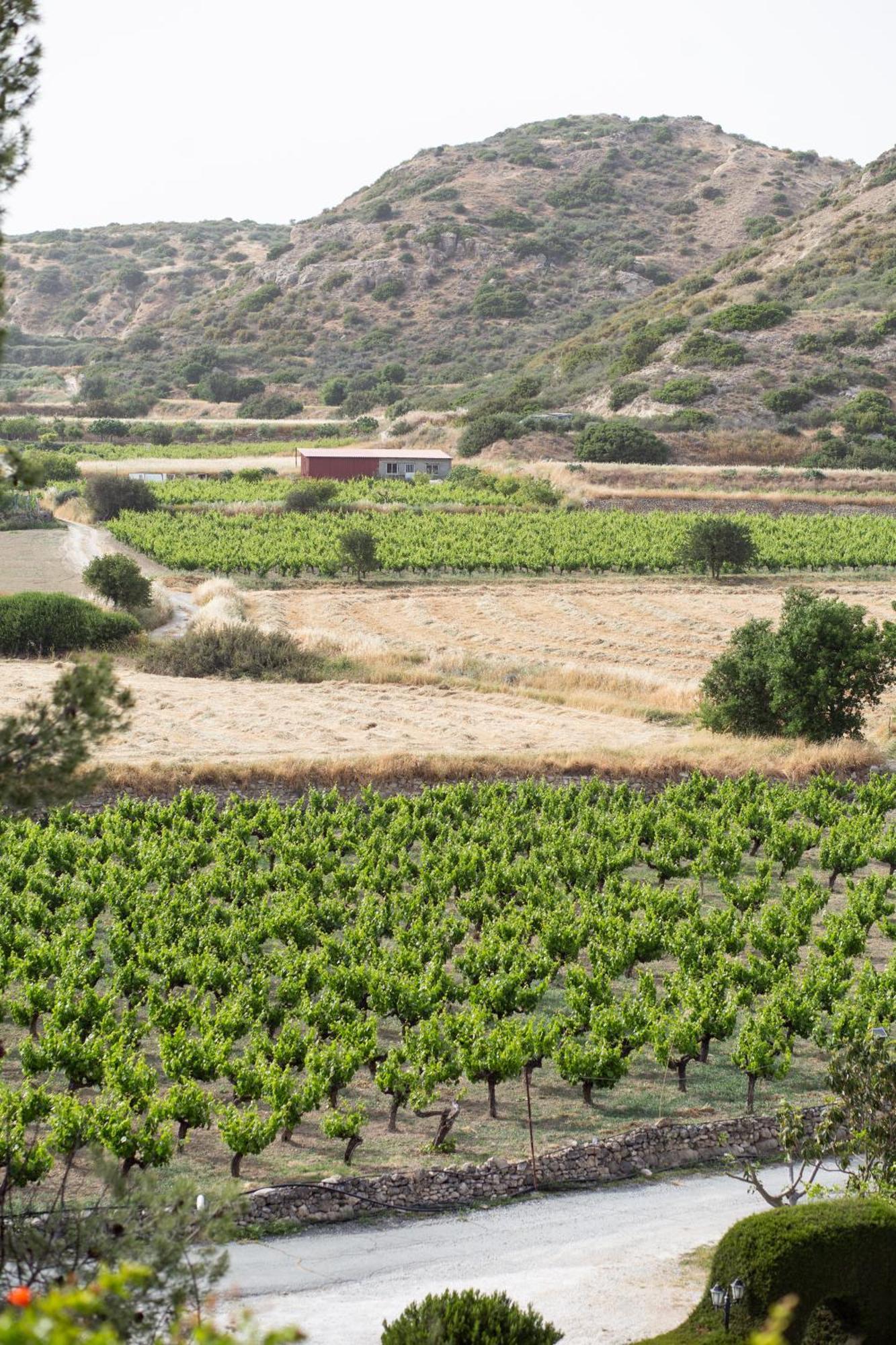 Vina Oliva Resort Pissouri Luaran gambar